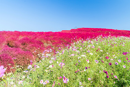 Kochia和宇宙提出日本日立伊巴拉基花朵植物公园旅行场地红豆花园蓝色游客地肤图片