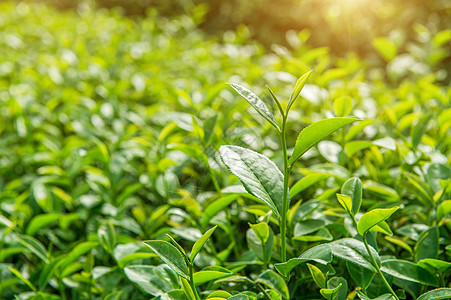 绿茶芽和叶子 绿茶种植园 清晨阳光明媚场景爬坡高地场地自然宏观茶园背景农业土地图片