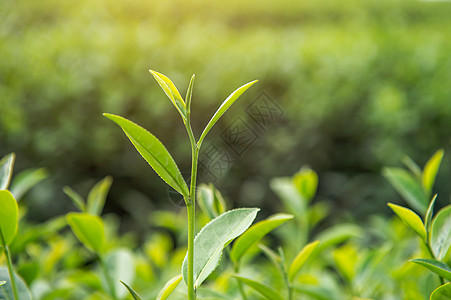 绿茶芽和叶子 绿茶种植园 清晨阳光明媚背景生长高地爬坡茶叶植物农业宏观自然花园图片