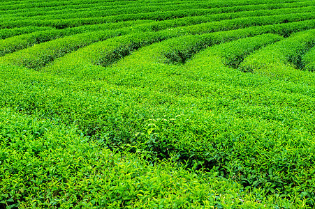 绿茶芽和叶子 早上绿茶种植园 自然背景场地茶叶茶园花园农业农场宏观高地场景土地图片