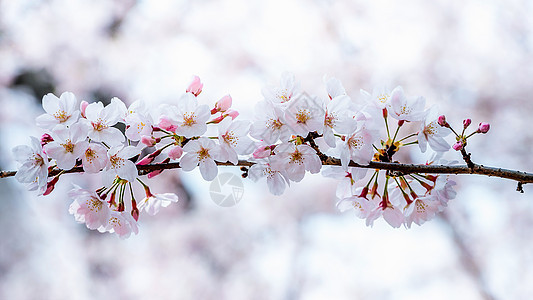 樱花或者春日的樱花花园园艺花朵季节宏观压痛蓝色植物群柔软度花瓣背景图片