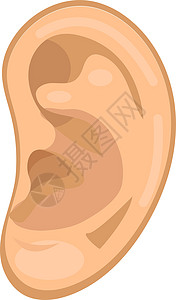 耳朵图标平面样式 解剖学医学概念 听到声音 孤立在白色背景上 矢量图图片