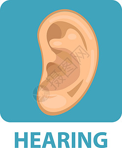 敏感的听力图标平面样式 耳朵 孤立在白色背景上 矢量图图片