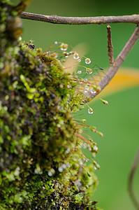 苔藓在树上绿色叶子石头地衣植物群生长植物环境岩石森林图片