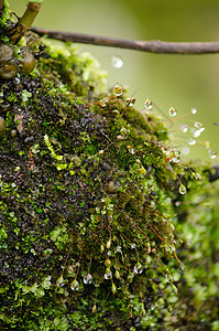 苔藓在树上地衣生长宏观植物植物群叶子森林石头环境花园图片