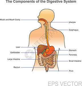 人类消化系统 解剖身体说明图片