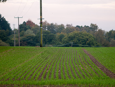 绿栽种农场地景观一行图片