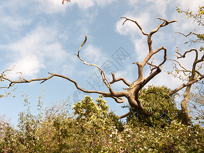天空中美丽的裸露的树枝结构伸展图片