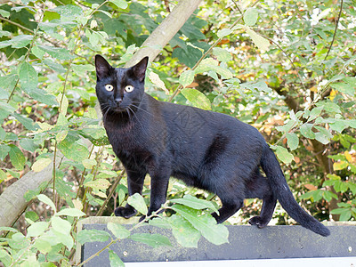 黑猫面对相机绿色眼睛 可爱可爱可爱的特写图片