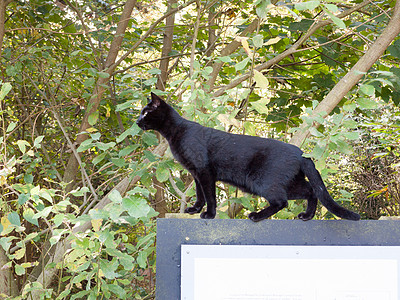 美丽的黑猫宠物站在侧道外的标志上图片