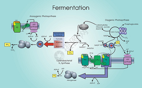 发酵结构图片