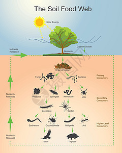 土壤食物网 图表矢量图片