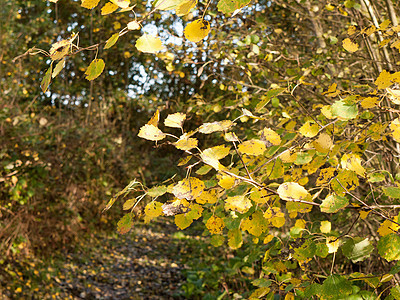 美丽的黄黄色秋天离树枝很近图片