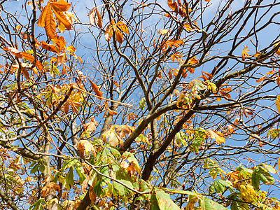 秋树枝几乎光露 黄绿色的叶子图片
