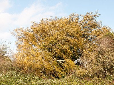 金色的秋树叶 在天上的大树上背景图片