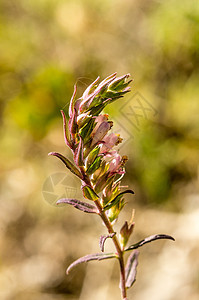 宏特写野花阳光植物叶子蓝色环境生长草地季节荒野场地图片