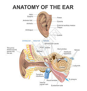 耳朵的解剖学图片