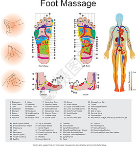 足部按摩 矢量设计图片
