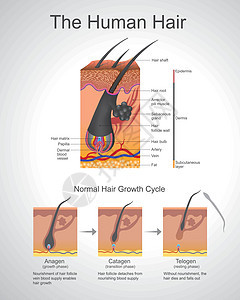 人类毛发解剖学 说明图片