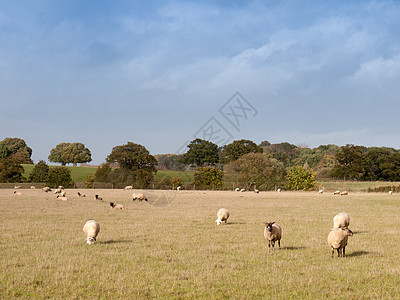 美丽的农田 夏季草日放羊放牧的牧场农村场景季节国家哺乳动物母羊动物爬坡风景场地图片