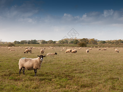 美丽的农田 第一天夏日草草地上牧羊场景羊肉动物母羊国家环境哺乳动物天空农场风景图片