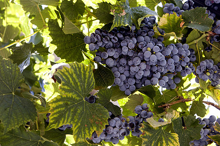 黑葡萄团叶子健康饮食美食家藤蔓蓝色水果绿色紫色卷须季节图片
