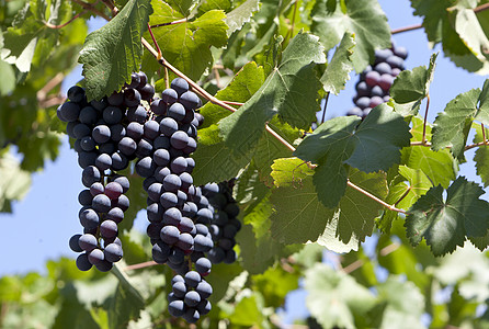 黑葡萄团酿酒美食家酒厂紫色农业季节绿色水果食物叶子图片