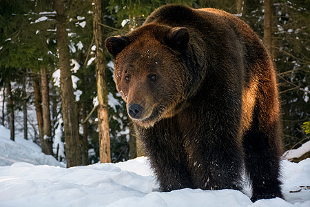 红棕熊站在冬林中木头风景年度捕食者林地野生动物动物检查云杉公园背景图片