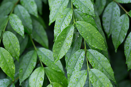 绿色植物四肢枝 树叶上喷洒着雨水和水滴图片