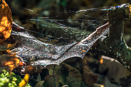 阳光秋光 的 蜘蛛网背面图片