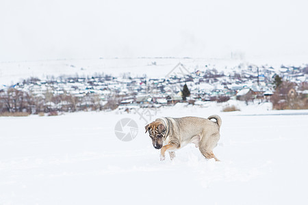 狗在雪中玩活动乐趣猎犬喜悦运动宠物犬类幸福哺乳动物金毛图片