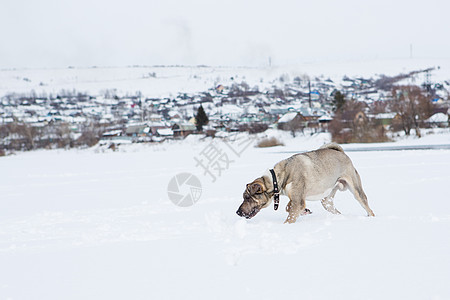 狗在雪中玩公园乐趣朋友小狗运动金毛猎犬幸福毛皮跑步图片