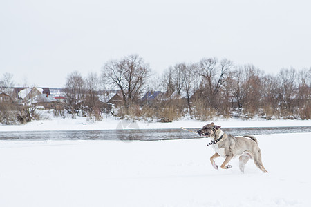 狗在雪中玩朋友喜悦运动犬类宠物哺乳动物小狗公园猎犬动物图片