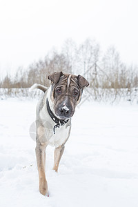 狗在雪中玩跑步犬类毛皮动物宠物活动喜悦哺乳动物幸福运动图片