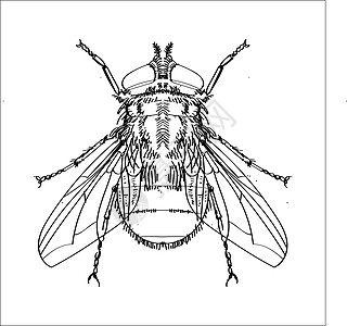 苍蝇线绘图 - 简单线矢量图片