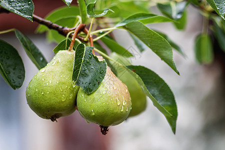 雨水过后 树枝上有许多成熟的梨子农场收成食物植物水果饮食叶子天空营养生长图片