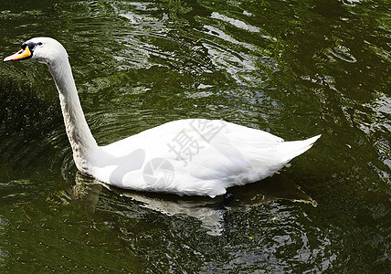 一只白色天鹅漂浮在池塘里图片