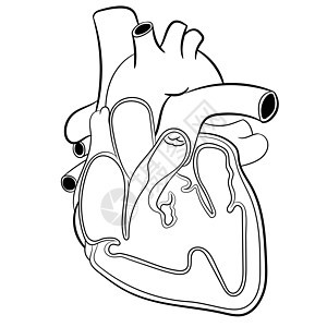 它制作图案的心脏解剖学矢量图片
