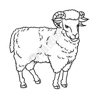 手切鲜羊肉手绘说明插画