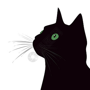 白色背景的绿色眼睛黑猫( Black cat)图片
