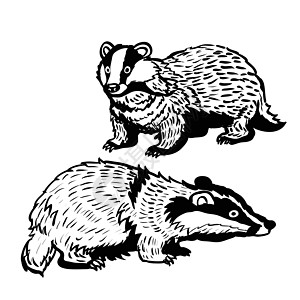手绘两只獾-矢量它制作图案图片