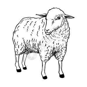 羊的插图-它制作图案矢量图片