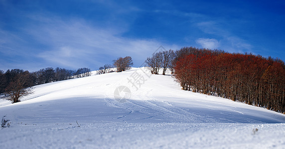 自然公园 覆盖着积雪图片