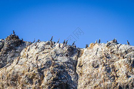 Kaikoura湾悬崖上的验尸官生态动物支撑海岸海洋生物风景岩石海鸥海景殖民地图片