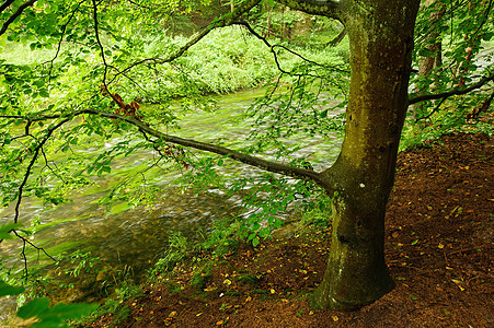 雨水和雾雾中河水丛林旅行旅游天气叶子绿色环境木头溪流热带图片