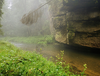 雨水和雾雾中河水环境旅游木头自然热带叶子旅行绿色岩石溪流图片