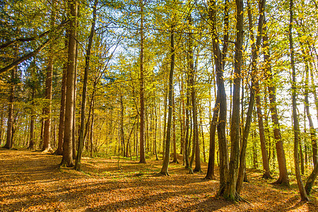 秋天森林景观 橙色和黄色的多彩落叶图片