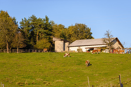 牛在牧场上放牧 草地在谷仓前图片