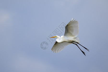 白色埃格雷特在天空中飞翔的图像 动物 白鸟图片