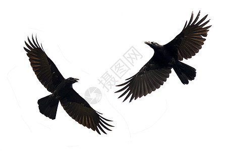 黑乌鸦在白色背景下飞动的图像动物羽毛翅膀黑色野生动物空气鸟类荒野生物食物图片